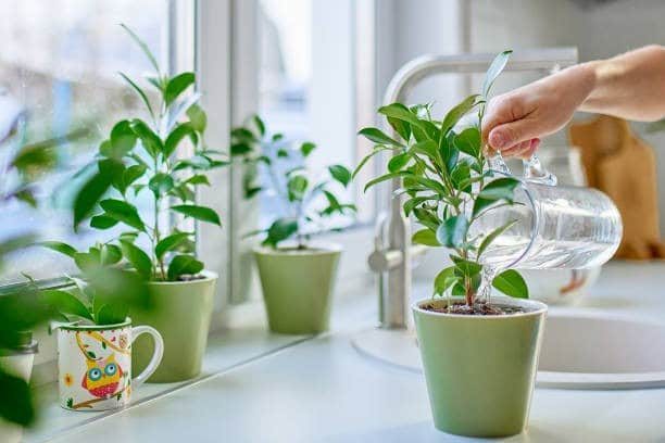 Using Filtered Water for Plants: Is It Safe? - Adams Water Conditioning